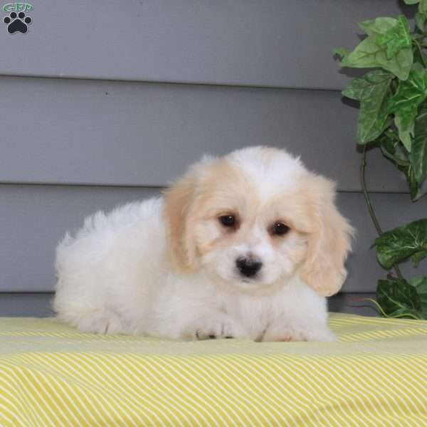 Meadowlark, Cavachon Puppy